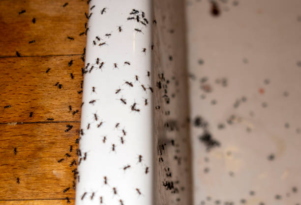 Best Pest Removal Services  in Abaster, AL